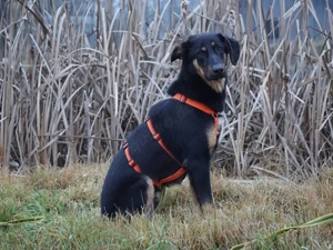 Deny sucht sein Zuhause Bild 6