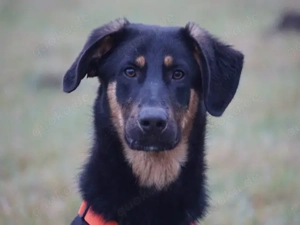 Deny sucht sein Zuhause