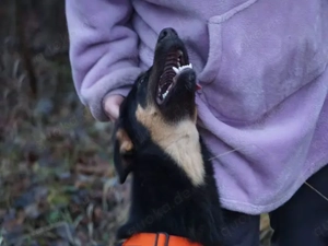 Deny sucht sein Zuhause Bild 4