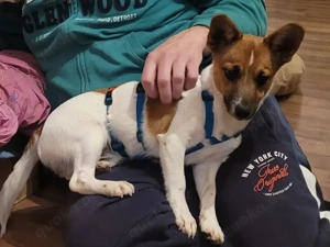 Leon sucht sein Zuhause