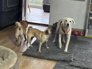 Taiga sucht ihr Zuhause