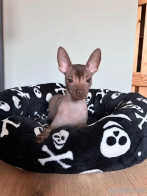 Nackthund x Chihuahua Chocofarben 