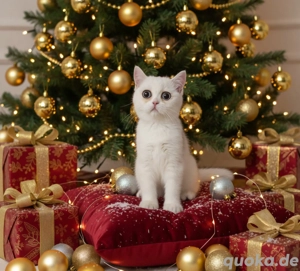 Bkh Kitten mit Stammbaum