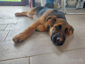 Pol sucht sein Zuhause (noch auf Sardinien)