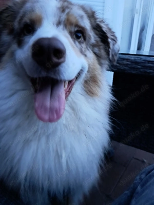 Australien Shepherd,  4 Jahre, Deckrüde 