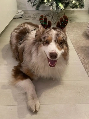 Australien Shepherd,  4 Jahre, Deckrüde  Bild 3