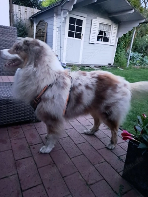 Australien Shepherd,  4 Jahre, Deckrüde  Bild 2