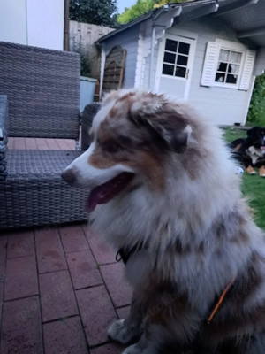 Australien Shepherd,  4 Jahre, Deckrüde  Bild 4