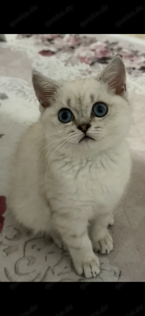 Britisch kurz Haar Kätzchen zu verkaufen 