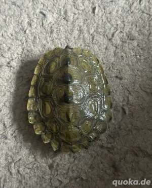  Graptemys nigrinoda Schwarzknopf-Höckerschildkröte