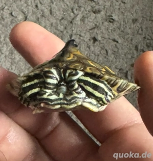 Graptemys flavimaculata Gelbflecken-Höckerschildkröte