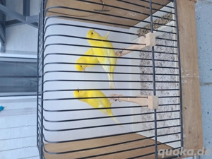 Kanarien gelb intensiv 