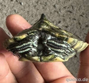 Graptemys oculifera Höckerschildkröte