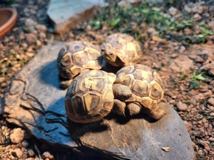 Griechische Landschildkröten 