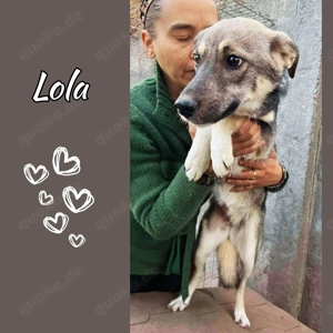 Sanfte, sensible Junghündin Lola Bild 8