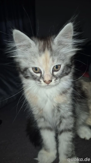 Main coon Mädchen