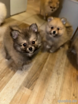 pomeranian welpen 
