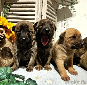 X-Herder + Mali Welpen!!!!!