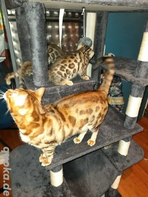 Kätzchen Kitten Bengal mit Zuchtfreigabe