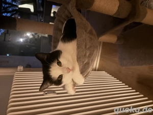  Liebevolle Katze Leonie sucht neues Zuhause 