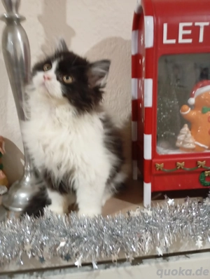 Britisch Langhaar Junge