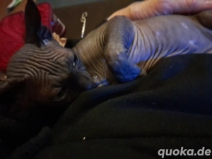Sphynx Kitten 4 Monate weiblich abzugeben 