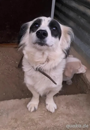 Marabou, geb. ca. 12 2023, lebt auf einer privaten Pflegestelle in 21244 Bucheholz 