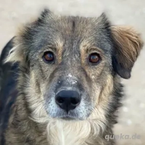 Shiou, geb. ca. 12 2023, lebt in GRIECHENLAND, im städt. Tierheim Serres 