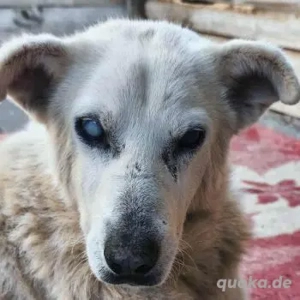 Pipina, geb. ca. 06 2014, lebt in GRIECHENLAND, auf einer privaten Pflegestelle 