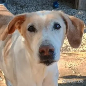 Sotiria, geb. ca. 05 2017, lebt in GRIECHENLAND, auf einer privaten Pflegestelle 