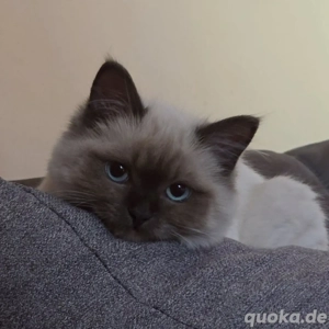 Katze zu verkaugen 