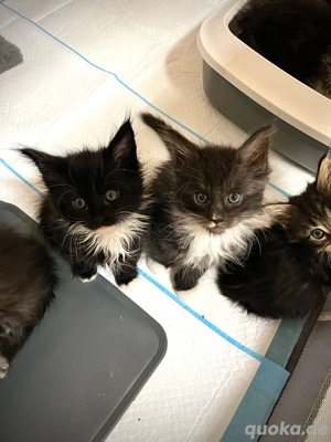 Wunderschöne Maine Coon Kätzchen