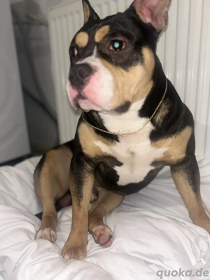 Suche american bully hünndin