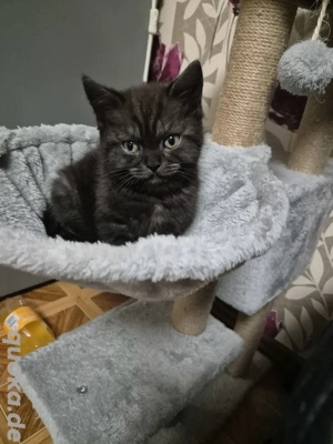Bkh Kitten noch 2 Männlich frei