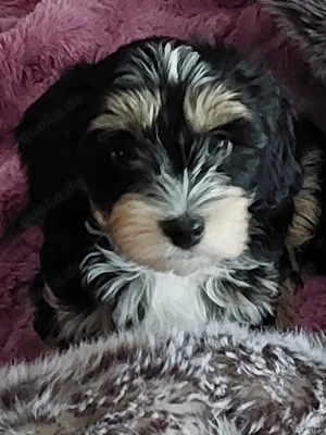 1 zuckersüßer Havaneserwelpe Rüde ohne Papiere