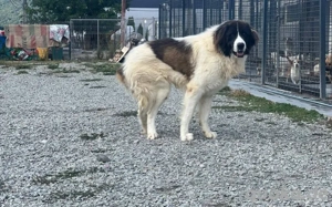 Hajo: sanfter Riese mit bewegender Vergangenheit Bild 5