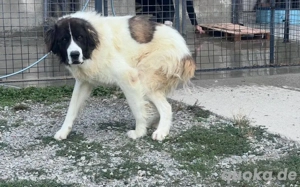 Hajo: sanfter Riese mit bewegender Vergangenheit Bild 4