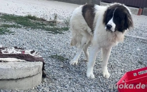 Hajo: sanfter Riese mit bewegender Vergangenheit Bild 3