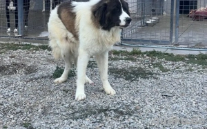 Hajo: sanfter Riese mit bewegender Vergangenheit Bild 6