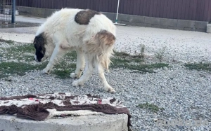 Hajo: sanfter Riese mit bewegender Vergangenheit Bild 2