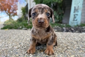 entzückende    Dackelwelpen suchen ein neues Zuhause.