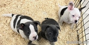 !nur noch 3! Retrobully (Franzose x Miniaturbullterrier)