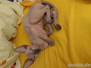 Sphynx kitten männlich 