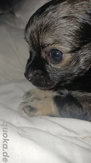 Yoda, Zuhause sucht - für immer 