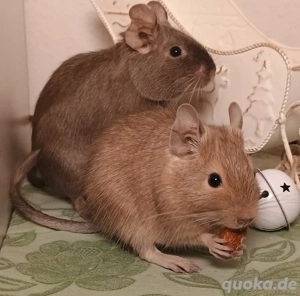 Hübsche Degudamen suchen Für-immer-Zuhause!