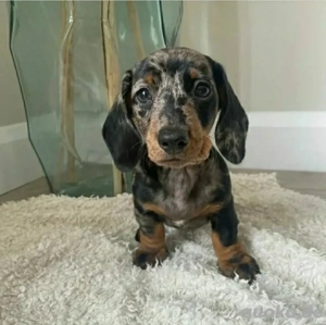 Unsere wunderschönen Dackelwelpen suchen ein liebevolles Zuhause. Bitte kontaktieren Sie uns.