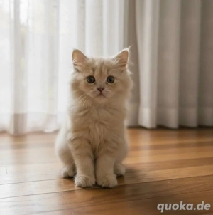 Männliche und weibliche Perserkätzchen 