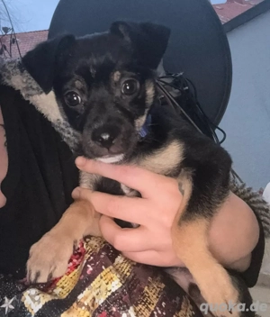 Repinscher Welpen Rüde 