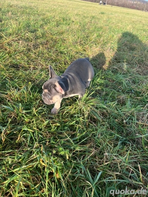Französische Bulldoggen Welpen Abgabebereit 