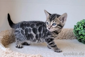 Reinrassige Bengalkatzen mit Stammbaum